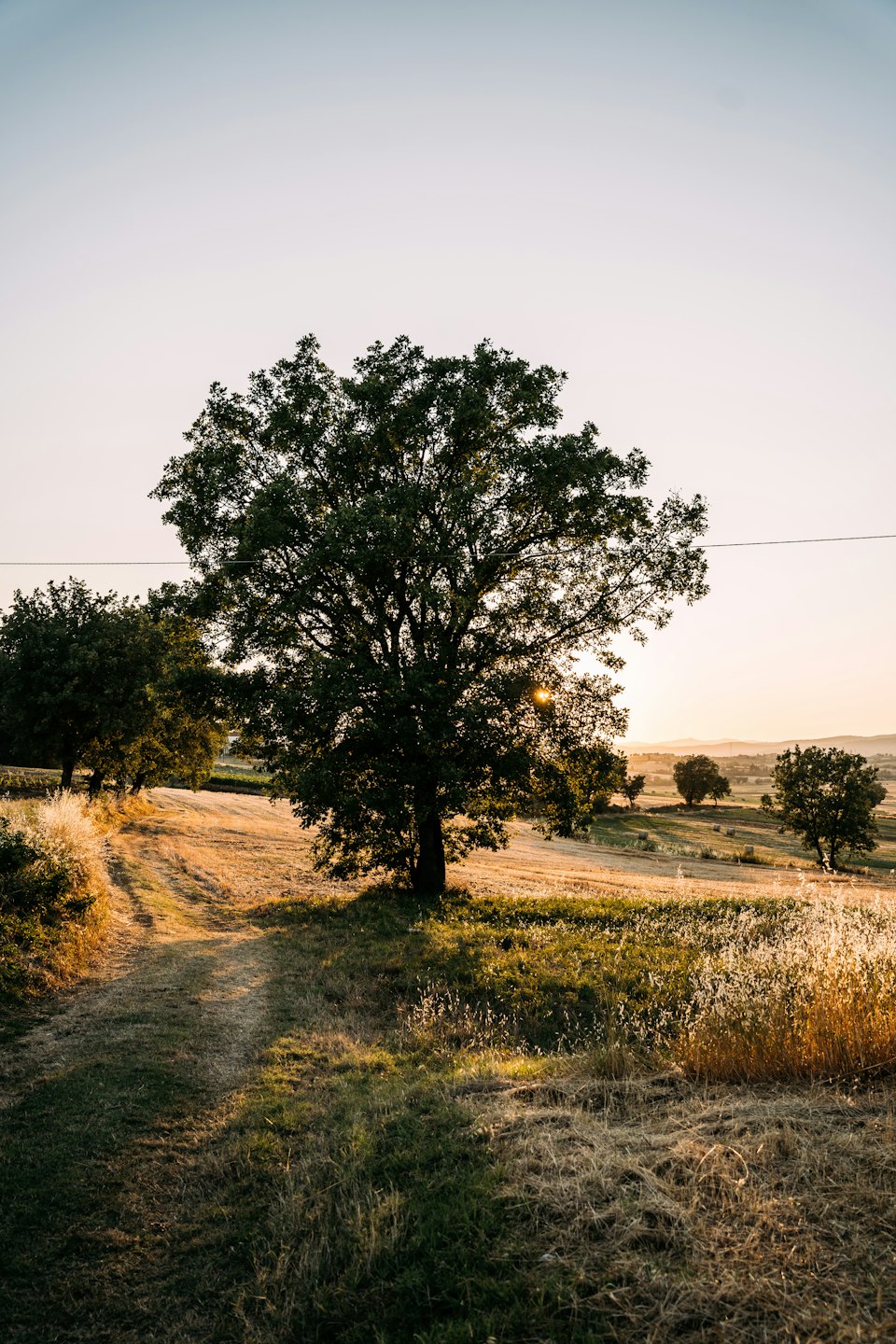 Dirt path through golden fields towards rolling hills at sunset.